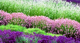 Sequim Lavender Farms